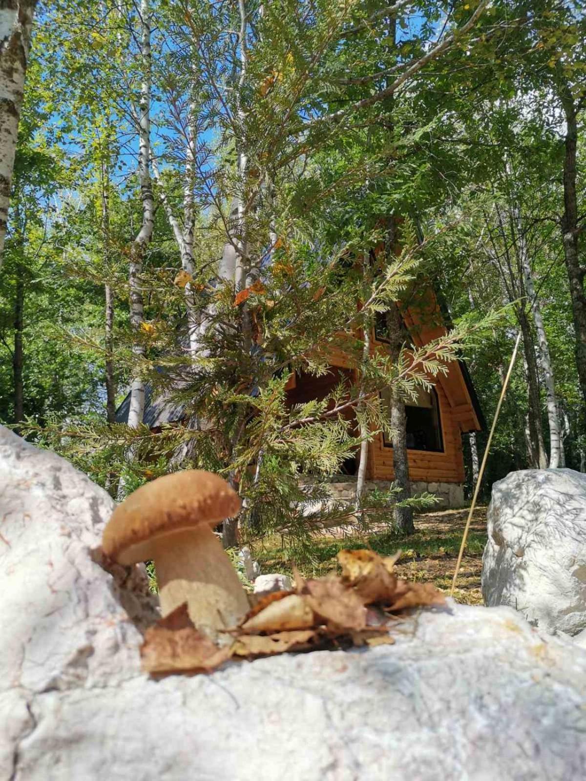 Vakantiehuis Forest Rhapsody Brezna